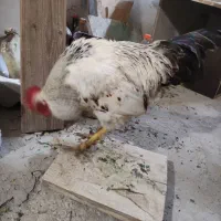 خر.وس|حیوانات مزرعه|اصفهان, شاه پسند|دیوار