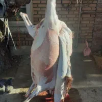 قصابی سیار|خدمات پذیرایی، مراسم|نوشین شهر, |دیوار