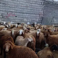 دامداری افشین یادگار|حیوانات مزرعه|اردبیل, |دیوار