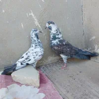 ۲جفت کفتر پرشی