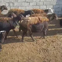 ۳۰ راس میش افشاری سرخ اصلو یک قوچ همو ۴دندان