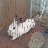 خرگوش