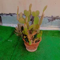 کاکتوس گل آپارتمانی اپونتیا تیغ ریز سن و سال دار|گل و گیاه طبیعی|تهران, مسعودیه|دیوار