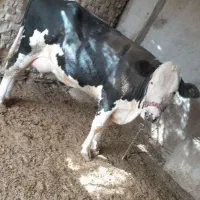 گاو شیری با گوساله ماده|حیوانات مزرعه|تیمور آباد, |دیوار