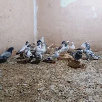 کفتر غریب گیری همه عالی شب گیر