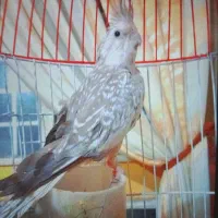 یک عدد عروس هلندی ماده معاوضه  قناری