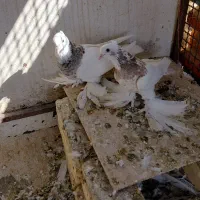 فروش کبوتر|پرنده|کوخرد هرنگ, |دیوار