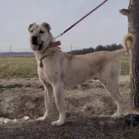 سگ سرابی ۱۳ ماهه
