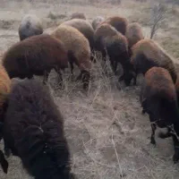 گوسفند|حیوانات مزرعه|ایجرود, |دیوار