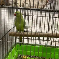 جوجه ملنگو جوجه کشی خودمه