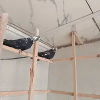 کبوتر کله ماستی گرو|پرنده|شهریار, یوسف آباد صیرفی|دیوار