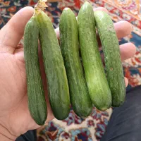 خیار محلی تحویل درب منزل