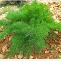 کاه جاشیر