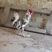 خروس گلین 40تاج