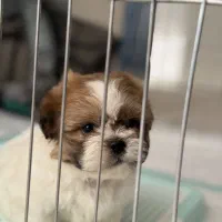 توله شیتزو دوماهه عروسکی سایز ریز