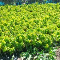 نهال انگور موندراپ|خدمات باغبانی و درختکاری|مریوان, |دیوار