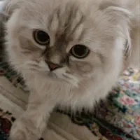 گربه پرشین اسکاتیش|گربه|تهران, بریانک|دیوار