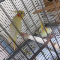 عروس هلندی دوکت لوتیتو پروانه چشم فالو