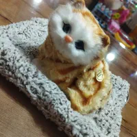 گربه ی صدا دار انواع رنگ برای تولد و انواع مناسبت|اسباببازی|مهاباد (آذربایجان غربی), |دیوار