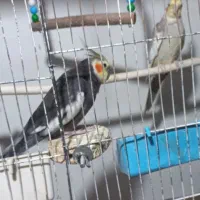 عروس هلندی جفت و جوجه ۶ ماهه