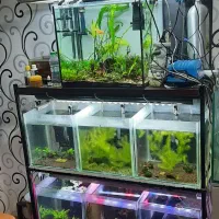 فارم میگو فعال (بهترین موقعیت برای کسب درآمد)