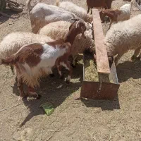 گوسفند|حیوانات مزرعه|سیرجان, |دیوار