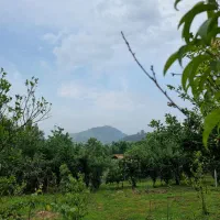 سرایدار