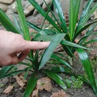 فروش گل یوکا|گل و گیاه طبیعی|گلوگاه, |دیوار