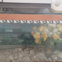 اکواریوم ماهی شیشه خم بسیار تمیز درحد نو