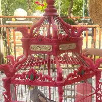 عروس هلندی سخنگو