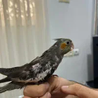 عروس هلندی لوتینو و آهویی|پرنده|کلاردشت, |دیوار