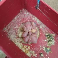 یک جفت اینم جوجه هاش