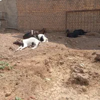 پنچ عددچپش جنس خوب چاق