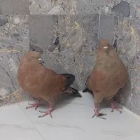 تعدای کله ای ی دست جهت برکت