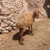 میش بره|حیوانات مزرعه|رادکان, |دیوار