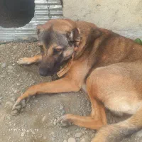 سگ نگهبان|سگ|احمدسرگوراب, |دیوار