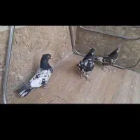 کفتر ،کبوتر کله جوجه ۳پره تا ۵پره|پرنده|شیراز, گلکوب|دیوار