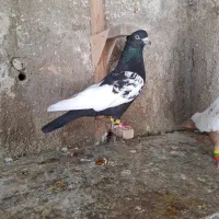 کبوتر سینه ای|پرنده|قیروکارزین, |دیوار