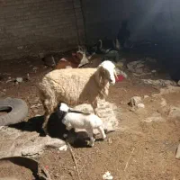 گوسفند با بره نر درجه یک|حیوانات مزرعه|کارون, |دیوار