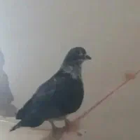 کبوتر