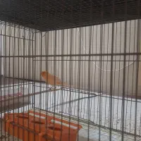 قناری ردفکتور برفکی نر آماده