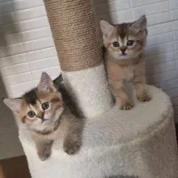 بچه گربه ناز بریتیش گلد ۲ماهه|گربه|اهواز, زیباشهر|دیوار