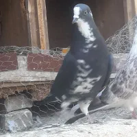 کبوتر پرشی|پرنده|بسطام, |دیوار