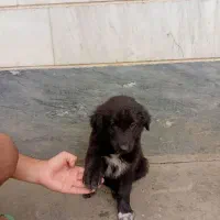 سگ دورگه ژرمن شاه توله