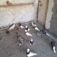 کبوتر رنگی|پرنده|اهواز, شهرک حفاری|دیوار