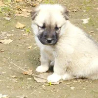 توله سرابی ۲ماهه و نیمه|سگ|ضیابر, |دیوار