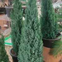 فروش درختچه های زینتی و خاص|گل و گیاه طبیعی|شیراز, گویم|دیوار