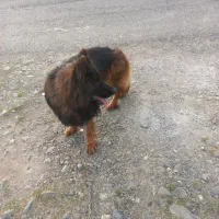 سگ ژرمن|سگ|لاهیجان, بازکیاگوراب|دیوار