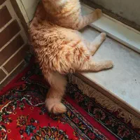 گربه نژاددار آرام و خانگی، یک ساله، عقیم شده