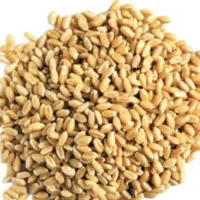 گندم اصلاح شده کاشت امسال